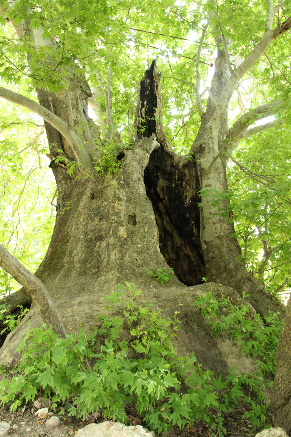 Centuries-old platan tree in Artsakh (Photo by Mireille Marsouwanian)
