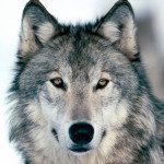Crying Wolf: A Misguided Canine Extermination Campaign or Sheep Protection?