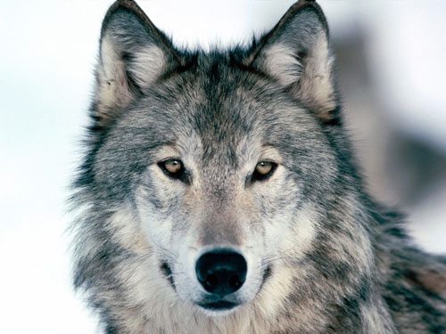 Crying Wolf: A Misguided Canine Extermination Campaign or Sheep Protection?